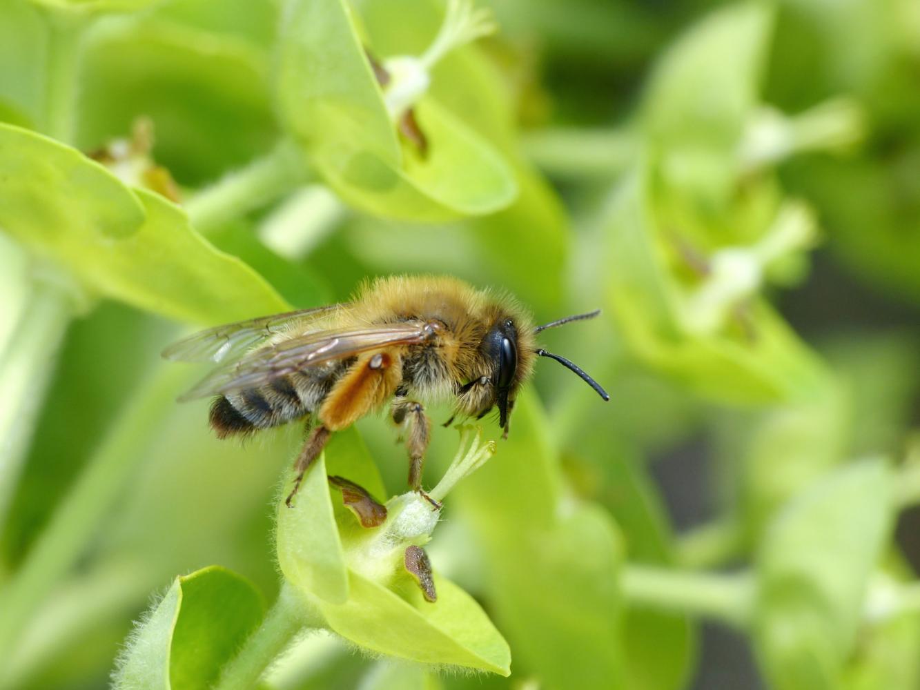 Dasypoda o Andrena? Andrena cfr. nigroaenea
